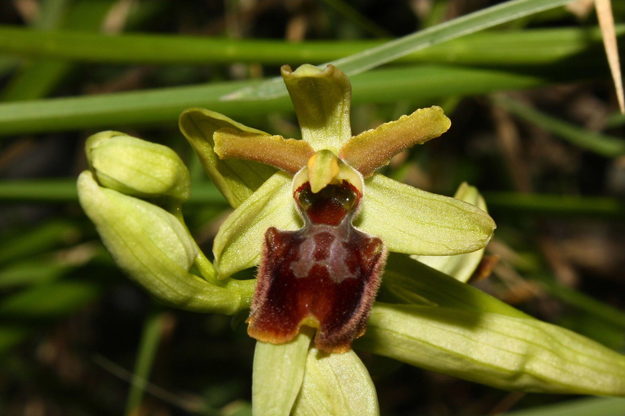 Ophrys sphegodes da determinare-1